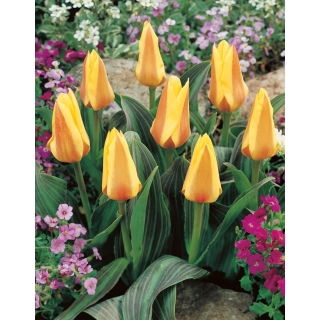 Tulipan Miskodeed - 5 szt.
