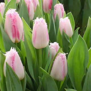 Tulipan Edinburgh - duża paczka! - 50 szt.