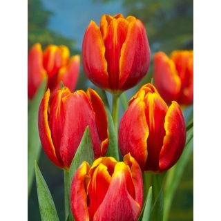 Tulipan Renee Drake - 5 szt.