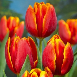 Tulipan Renee Drake - GIGA paczka! - 250 szt.