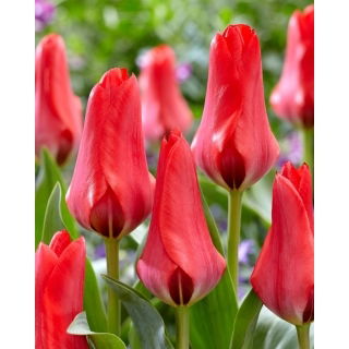 Tulipan Soraya - 5 szt.