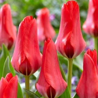 Tulipan Soraya - 5 szt.