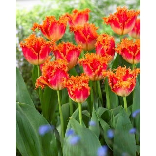 Tulipan Real Time - GIGA paczka! - 250 szt.