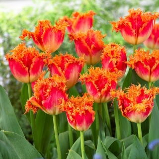 Tulipan Real Time - GIGA paczka! - 250 szt.
