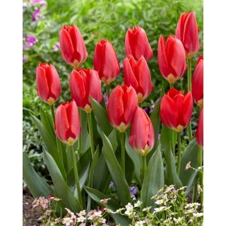 Tulipan Red Purissima - GIGA paczka! - 250 szt.