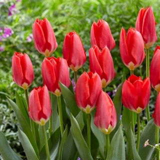 Tulipan Red Purissima - GIGA paczka! - 250 szt.