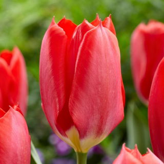 Tulipan Red Purissima - 5 szt.