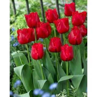 Tulipan Red Wing - 5 szt.