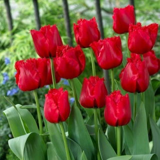 Tulipan Red Wing - duża paczka! - 50 szt.