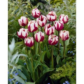 Tulipan Rems Favourite - 5 szt.