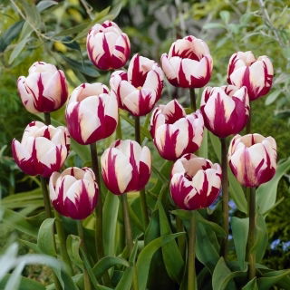 Tulipan Rems Favourite - duża paczka! - 50 szt.