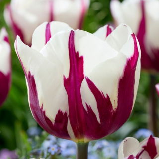 Tulipan Rems Favourite - 5 szt.