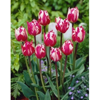 Tulipan Rems Sensation - duża paczka! - 50 szt.