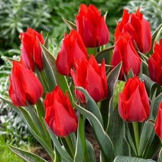 Tulipan Rob Verlinden - 5 szt.