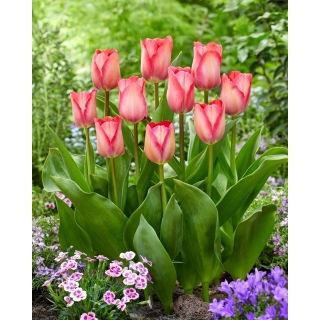 Tulipan Pink Sound - duża paczka! - 50 szt.