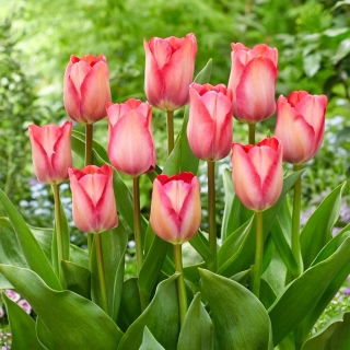 Tulipan Pink Sound - duża paczka! - 50 szt.