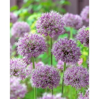 Czosnek turkiestański - Allium Stipitatum