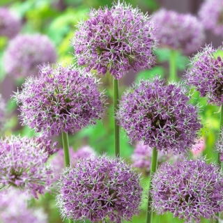 Czosnek turkiestański - Allium Stipitatum - duża paczka! - 10 szt.