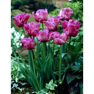 Tulipan papuzi fioletowy - Parrot purple - 5 szt.
