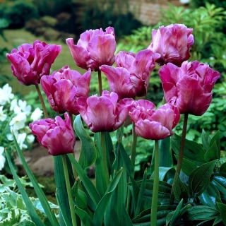 Tulipan papuzi fioletowy - Parrot purple - duża paczka! - 50 szt.