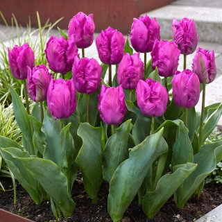 Tulipan papuzi fioletowy - Parrot purple - GIGA paczka! - 250 szt.