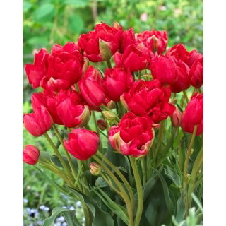 Tulipan Estatic - duża paczka! - 50 szt.