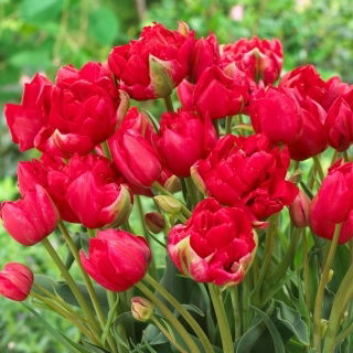 Tulipan Estatic - 5 szt.