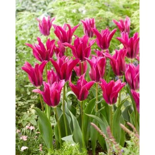 Tulipan Purple Doll - 5 szt.