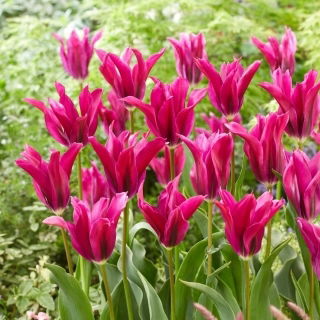 Tulipan Purple Doll - 5 szt.