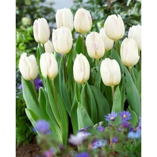 Tulipan White Flag - duża paczka! - 50 szt.