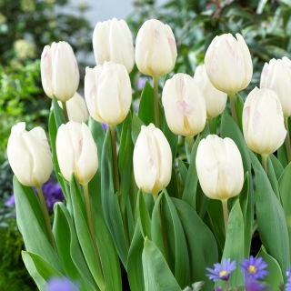 Tulipan White Flag - duża paczka! - 50 szt.