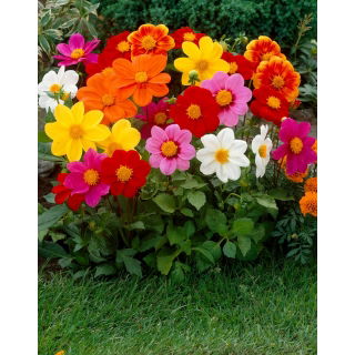 Dalia - Mignon mix