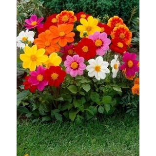 Dalia - Mignon mix - duża paczka! - 10 szt.