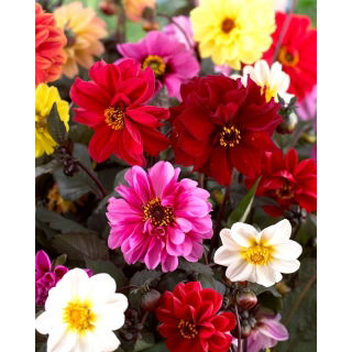Dalia - Red Skin mix