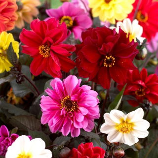 Dalia - Red Skin mix