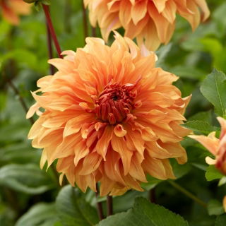 Dalia - Hercules