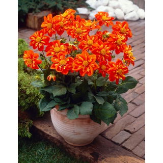 Dalia - Alstergruss