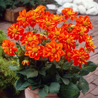 Dalia - Alstergruss