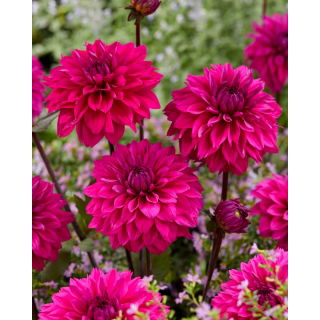 Dalia - Cornwall Island