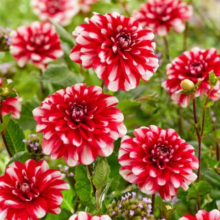 Dalia - Jamaica