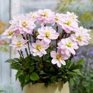 Dalia - Pacific Jewel