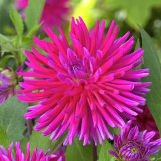 Dalia - Purple Gem
