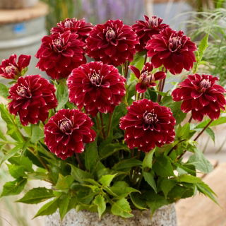 Dalia - Red Rock