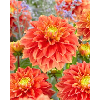 Dalia - Sunset Tropicana