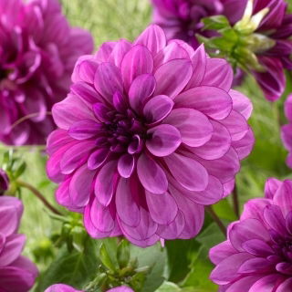 Dalia - Blue Bell