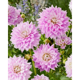Dalia - Ferncliff Inspiration