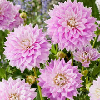 Dalia - Ferncliff Inspiration