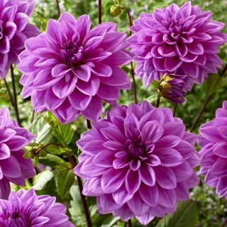 Dalia - Lilac Time
