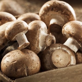 Pieczarka brązowa do uprawy w domu i ogrodzie - 7 kg/15 l