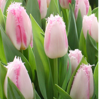 Tulipan Edinburgh - 5 szt.